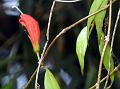 Narrow-Leaf Blushwort